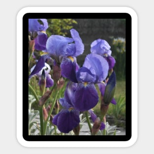 Belles - Irises Sticker